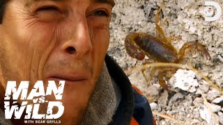 Bear Grylls Feasts on a Venomous Scorpion  Man vs Wild [upl. by Ititrefen]