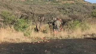 South Africa Nambiti Game Reserve November 2019 Lioness Collar Change Safari [upl. by Nedloh793]