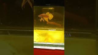 YELLOW SPLENDENT trending shortvideo betta fish thiland viralvideo viralreels trend [upl. by Kimber683]