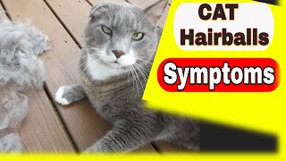 Cat Hairballs  Cat Hairballs Symptoms and Treatment [upl. by Hsihsa236]