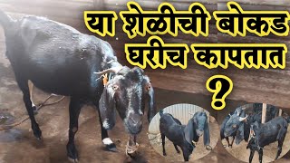 ह्या शेळीचे बोकड घरीच कापतात का  शेळीपालन goatfarming shelipalan [upl. by Herstein190]