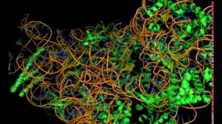 CHEM 444  Mechanism of Streptomycin on the 30S prokaryotic ribosome [upl. by Aicnerolf683]