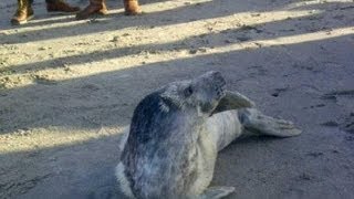 LIVE zoektocht naar ingesloten zeehond op Tweede Maasvlakte [upl. by Holna]