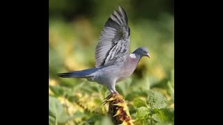 Chasse Pigeons sur tournesols sept 2023 [upl. by Yelbmik]