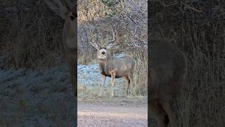 NICE MULIE deerseason deerhunting hunting deer bucks outdoors shorts [upl. by Ayekram]