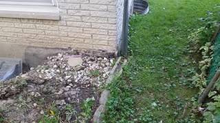 Yard grading replacing window wells and installing french drains [upl. by Yelsnia]