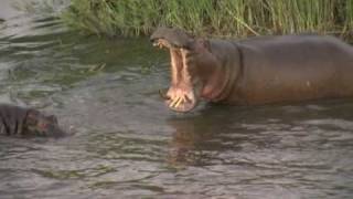 Old Hippo VS young Hippo Krugerpark [upl. by Paule]