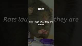 Rats Rarely Known Facts amazinganimalfacts rarefacts curiousanimalbehaviors undiscovered facts [upl. by Vernier]