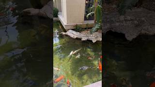 The Cove at Atlantis Bahamas atlantisbahamas thecove bahamas shorts [upl. by Wardieu942]