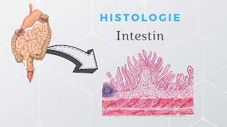 Histologie de lintestin [upl. by Turtle]