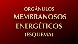 CELULA EUCARIOTA ORGÁNULOS MEMBRANOSOS ENERGÉTICOS ESQUEMA [upl. by Baten]