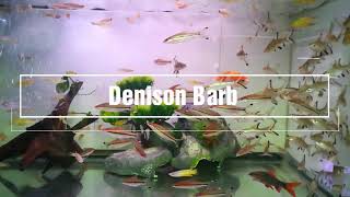 Denison Barb  ปลาตะเพียนหน้าแดง [upl. by Sumahs]