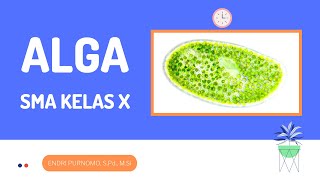 PROTISTA  PROTISTA MIRIP TUMBUHAN  ALGA  MATERI SMA KELAS X  PROTIST  GANGGANG [upl. by Shig568]