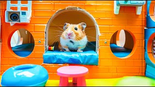 🌈 Hamster Escapes the Maze with Colorful Traps 🐹 Hamster Maze [upl. by Iver748]