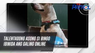 Talentadong asong si Bingo ibinida ang galing online  TV Patrol [upl. by Kevin]