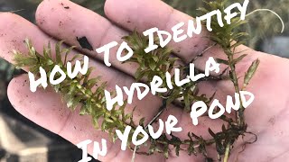 How to Identify Hydrilla in Your Pond [upl. by Dorsy]