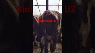 Simmental UZ Noyob Buqalar kanali [upl. by Orna]