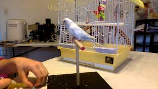 Parakeet Learning Tricks  Full Session [upl. by At]