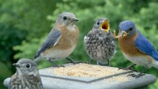 Intimate Bluebird Life Cycle Story [upl. by Osicnarf733]