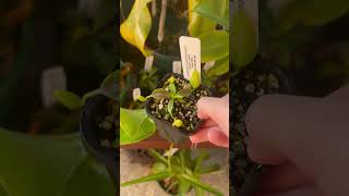 Two new Nepenthes nepenthes carnivorousplants plants gardening nature [upl. by Linneman]