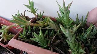 Replanting my Aloe juvenna [upl. by Acquah790]