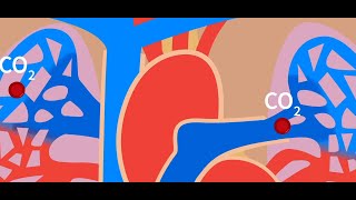 Pulmonary Circulation [upl. by Nanfa]