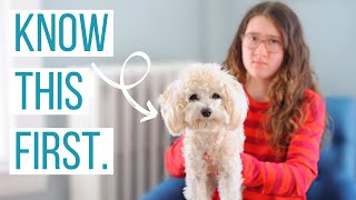 5 Reasons NOT to Get a Maltipoo  Is the Maltipoo the Right Dog for You [upl. by Seiuqram]