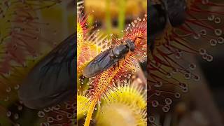 Sundew plant starts eating a bug carnivorousplant insects [upl. by Tybalt]