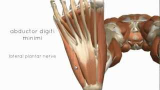 Muscles of the Foot Part 2  3D Anatomy Tutorial [upl. by Cissy]