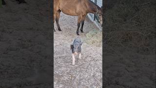 Bruce and Barley eating hay horse pig shortfeed [upl. by Melan]