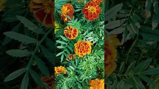 القطيفة MARIGOLD Tagetes erecta 🏵️❤️ [upl. by Nauhs]