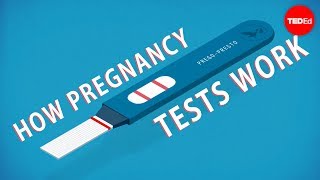 How do pregnancy tests work  Tien Nguyen [upl. by Caffrey]