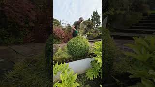 Lets Trim This Lonicera Ball garden shrub trim gardening satisfying plants nature gardener [upl. by Refannej]