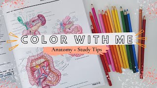 Color with Me Netter’s Anatomy Coloring Book  My Undergrad Study Tips Aesthetic  prePApremed [upl. by Nytram]