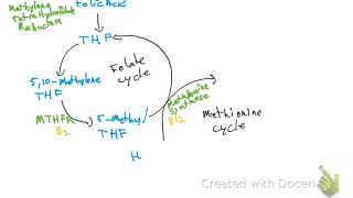 Folate and Methionine cycle [upl. by Alyahsal]