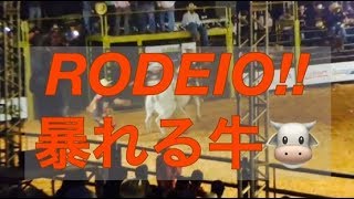 【暴れる牛と馬】ブラジルでロデオを初観戦‼︎ O RODEIO EM MIRANDÓPOLIS [upl. by Ativak]