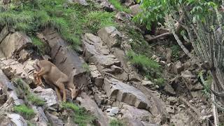 Mountain Goat Ghoralis the most sure footed of all goatsperfect balance in 80° slope [upl. by Zobkiw82]