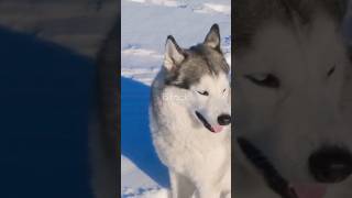 Huskies Playing in Snow [upl. by Staley]