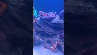 Clown Fish quotNemoquot 🐠 aquarium aquariumfair 2024 dhakacity clownfish fancyfish bdfish [upl. by Iur]