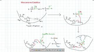 Biochimica  SerinProteasi Meccanismo Catalitico [upl. by Kuehnel]