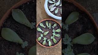 the way I watered the succulents leaves that propagate [upl. by Ahsinuq]