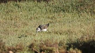 Common Greenshank Pantana Tringa nebularia [upl. by Llenrup]