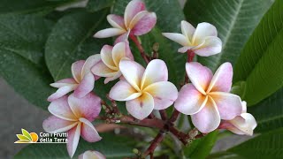 Fiori da mangiare a Giardini e Terrazzi [upl. by Nyladnar]