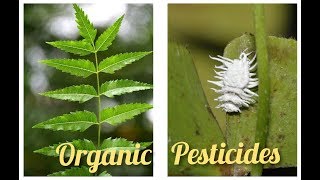 How to get rid of mealy bugs with Neem Oil  Organic Pesticides [upl. by Delanos]