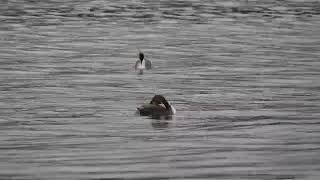 Great Crested Grebes preening in drizzle [upl. by Cuttie134]