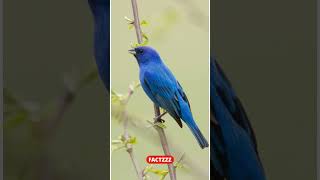 INDIGO BUNTING ପକ୍ଷୀ ବିଷୟରେ ଜାଣିନଥିବା ୫ଟି କଥା ଜାଣନ୍ତୁ।shorts short odiafacts odiafact factzzz [upl. by Dearborn583]