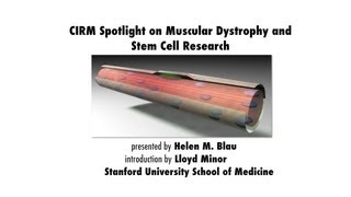 Duchenne Muscular Dystrophy and Stem Cell Research  Helen Blau Stanford Medicine [upl. by Aronson]