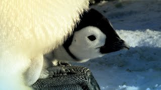 Penguin Races to Feed Her Starving Chick  Snow Chick A Penguins Tale  BBC Earth [upl. by Tades]