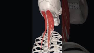 “semispinalis capitis 💪 muscle “ [upl. by Aidnis293]