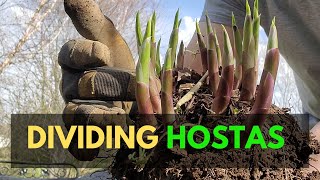 How to Divide Hostas Best Time to Divide Hostas and Other Planting Tips [upl. by Mazman452]